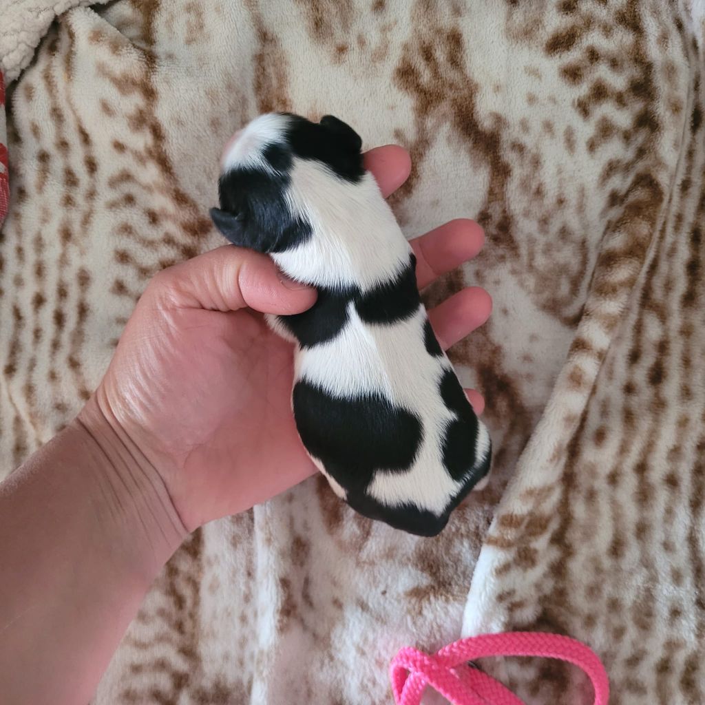 de la plaine du Jaelma - Chiots disponibles - Cavalier King Charles Spaniel