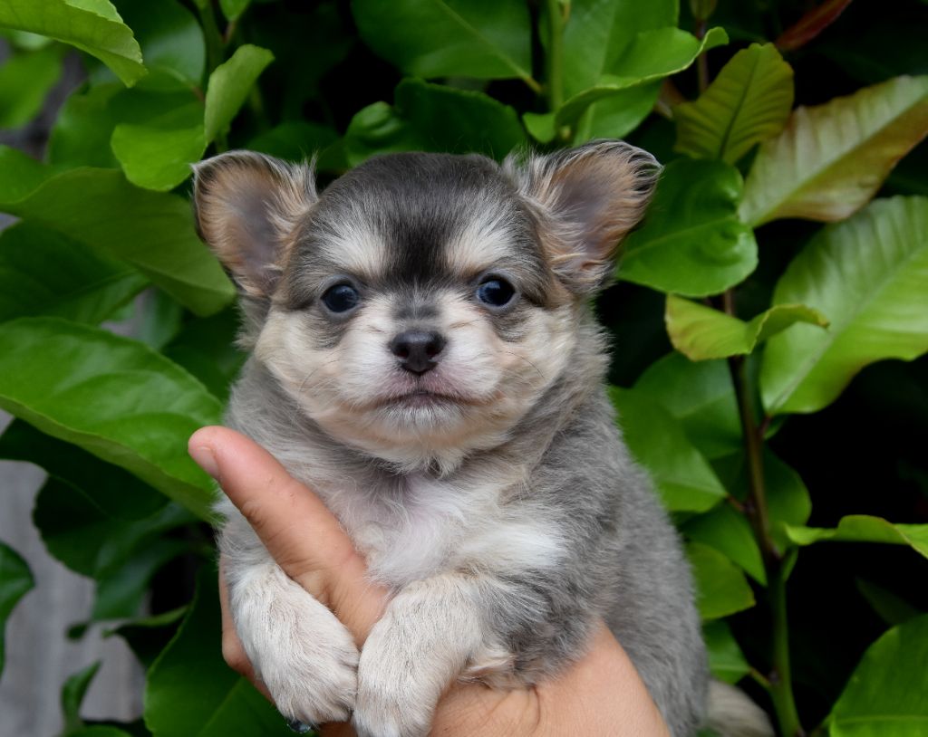 de la plaine du Jaelma - Chiots disponibles - Chihuahua