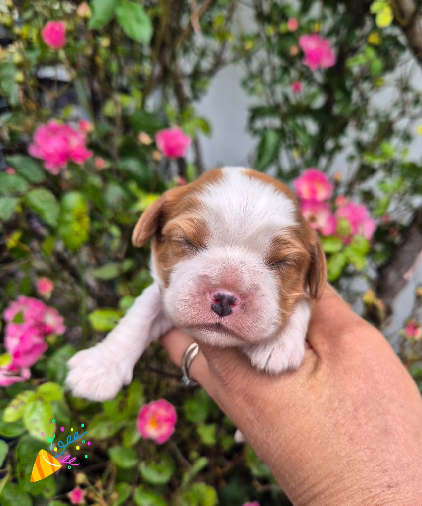 de la plaine du Jaelma - Chiots disponibles - Cavalier King Charles Spaniel