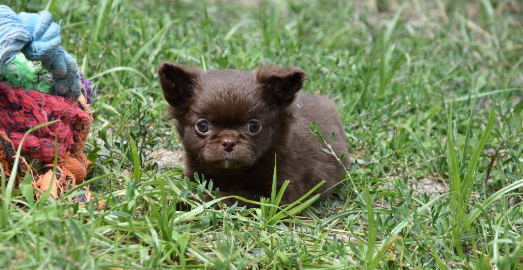 de la plaine du Jaelma - Chiots disponibles - Chihuahua