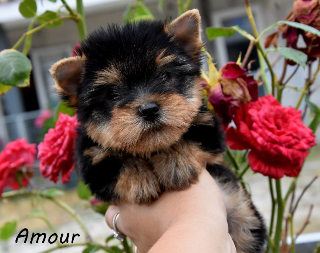 de la plaine du Jaelma - Chiots disponibles - Yorkshire Terrier