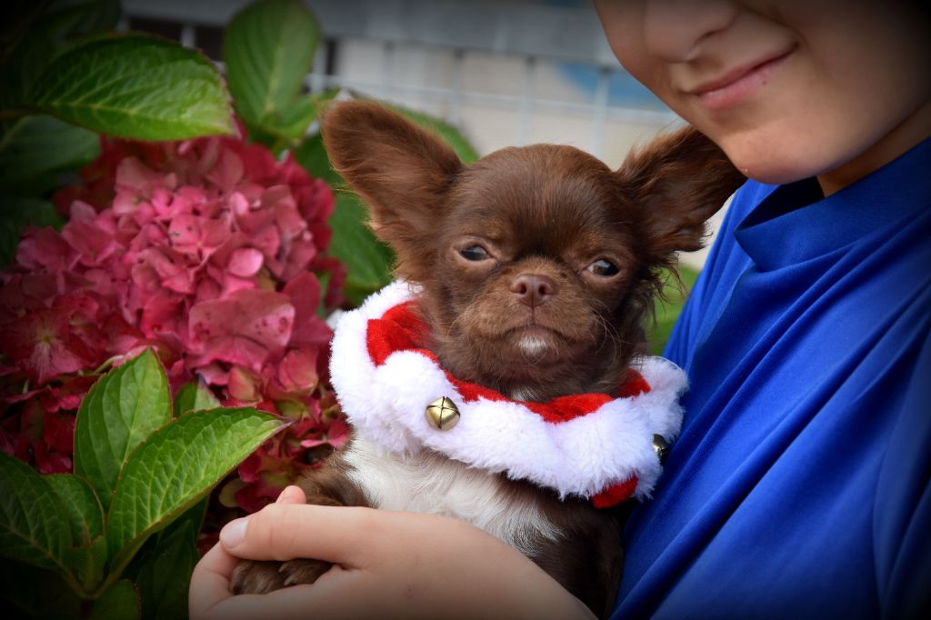 de la plaine du Jaelma - Chiots disponibles - Chihuahua