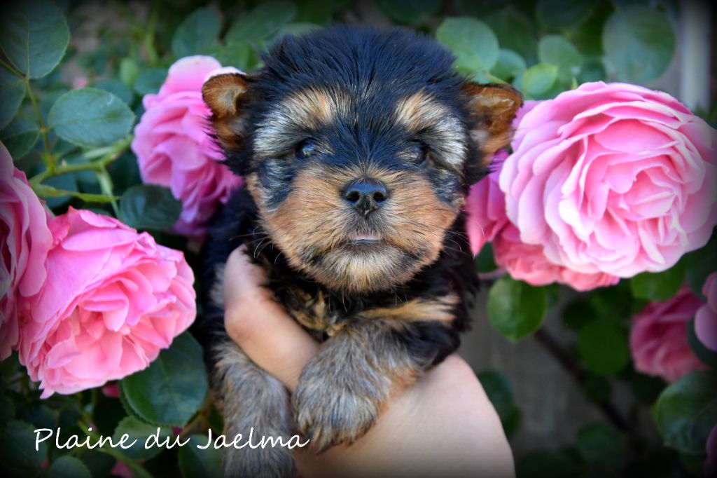 de la plaine du Jaelma - Chiots disponibles - Yorkshire Terrier