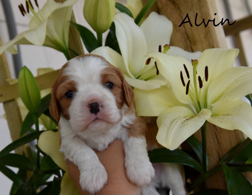 de la plaine du Jaelma - Chiots disponibles - Cavalier King Charles Spaniel