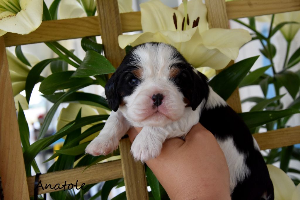 de la plaine du Jaelma - Chiots disponibles - Cavalier King Charles Spaniel