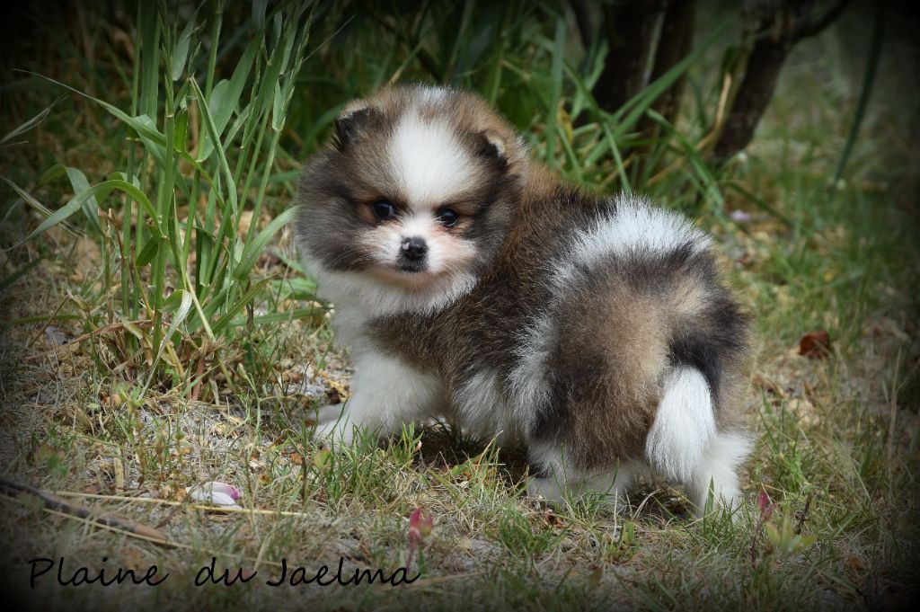de la plaine du Jaelma - Chiots disponibles - Spitz allemand