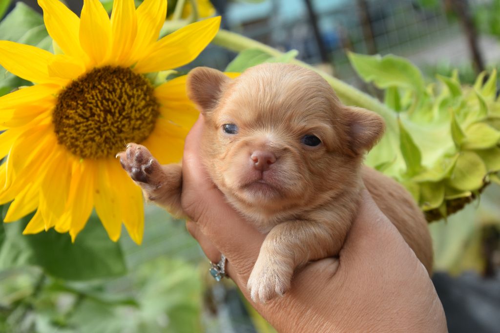 de la plaine du Jaelma - Chiots disponibles - Chihuahua