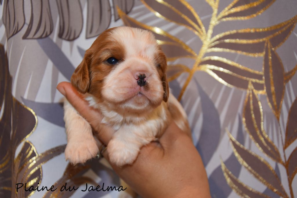 de la plaine du Jaelma - Chiots disponibles - Cavalier King Charles Spaniel