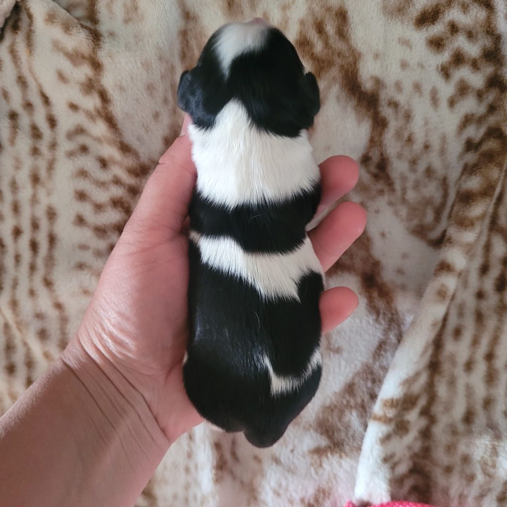 de la plaine du Jaelma - Chiots disponibles - Cavalier King Charles Spaniel