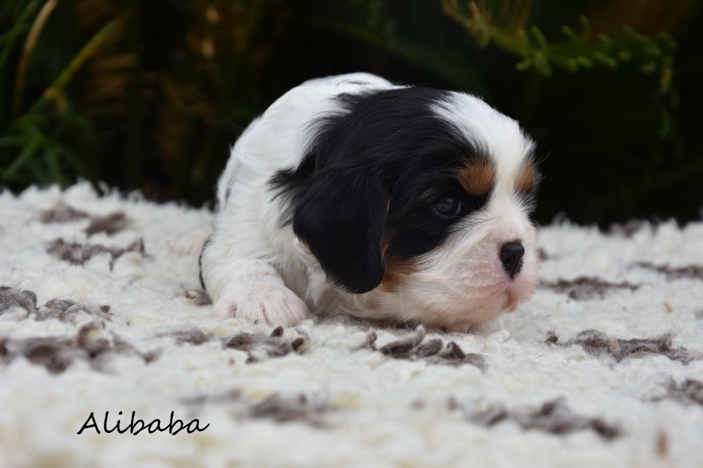 de la plaine du Jaelma - Chiots disponibles - Cavalier King Charles Spaniel