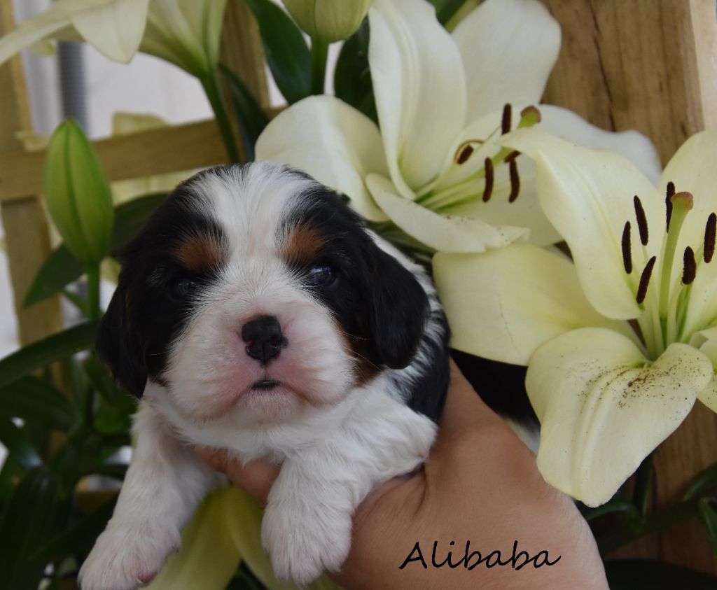 de la plaine du Jaelma - Chiots disponibles - Cavalier King Charles Spaniel
