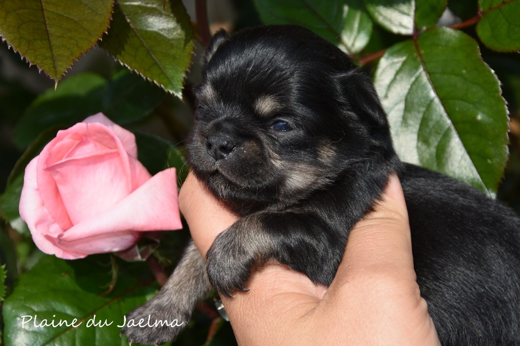 de la plaine du Jaelma - Chiots disponibles - Chihuahua