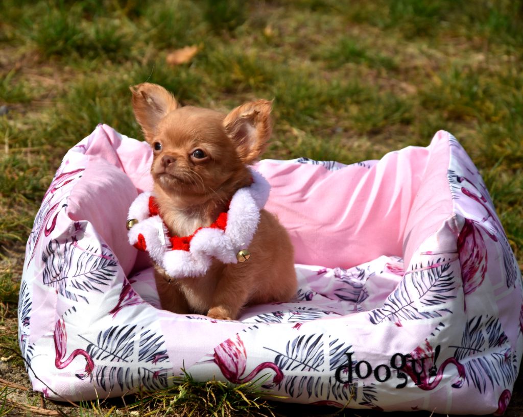 de la plaine du Jaelma - Chiots disponibles - Chihuahua