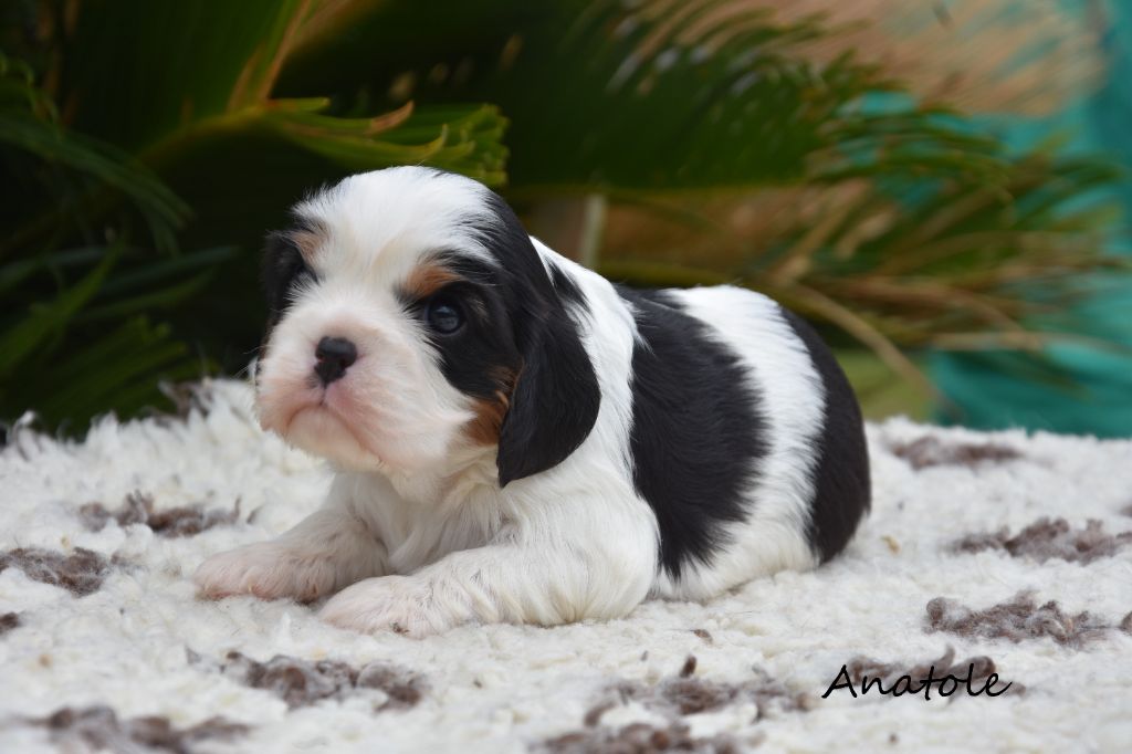 de la plaine du Jaelma - Chiots disponibles - Cavalier King Charles Spaniel