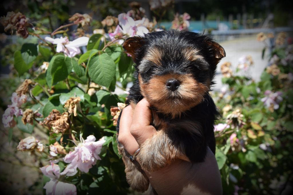 de la plaine du Jaelma - Chiots disponibles - Yorkshire Terrier