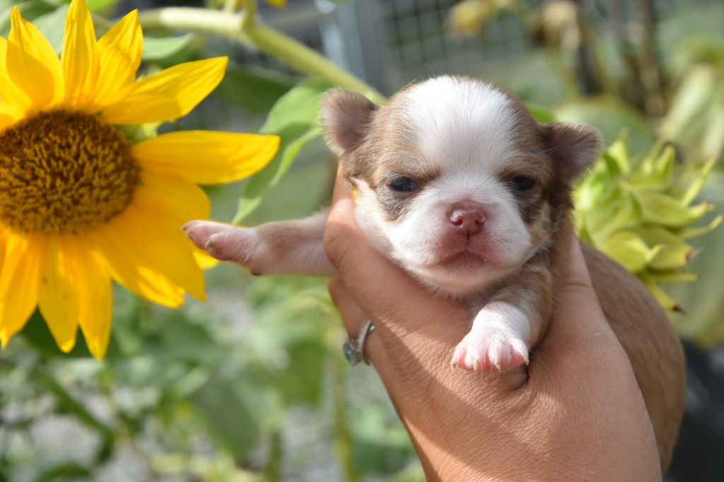de la plaine du Jaelma - Chiots disponibles - Chihuahua