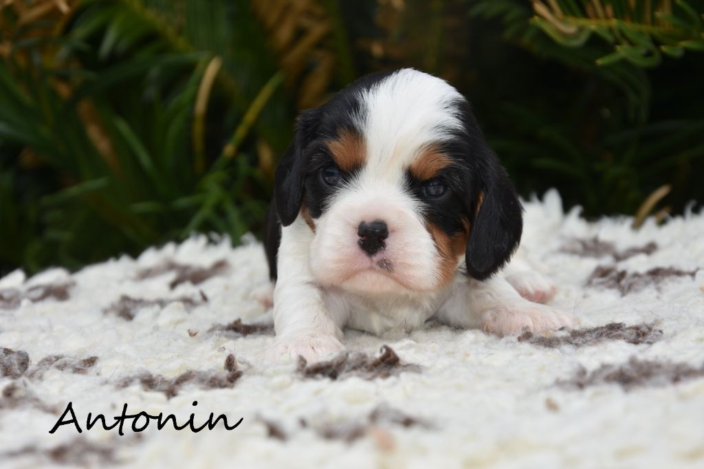 de la plaine du Jaelma - Chiots disponibles - Cavalier King Charles Spaniel