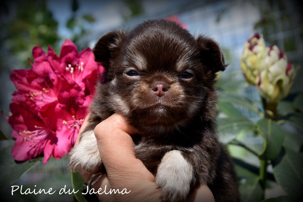 de la plaine du Jaelma - Chiots disponibles - Chihuahua