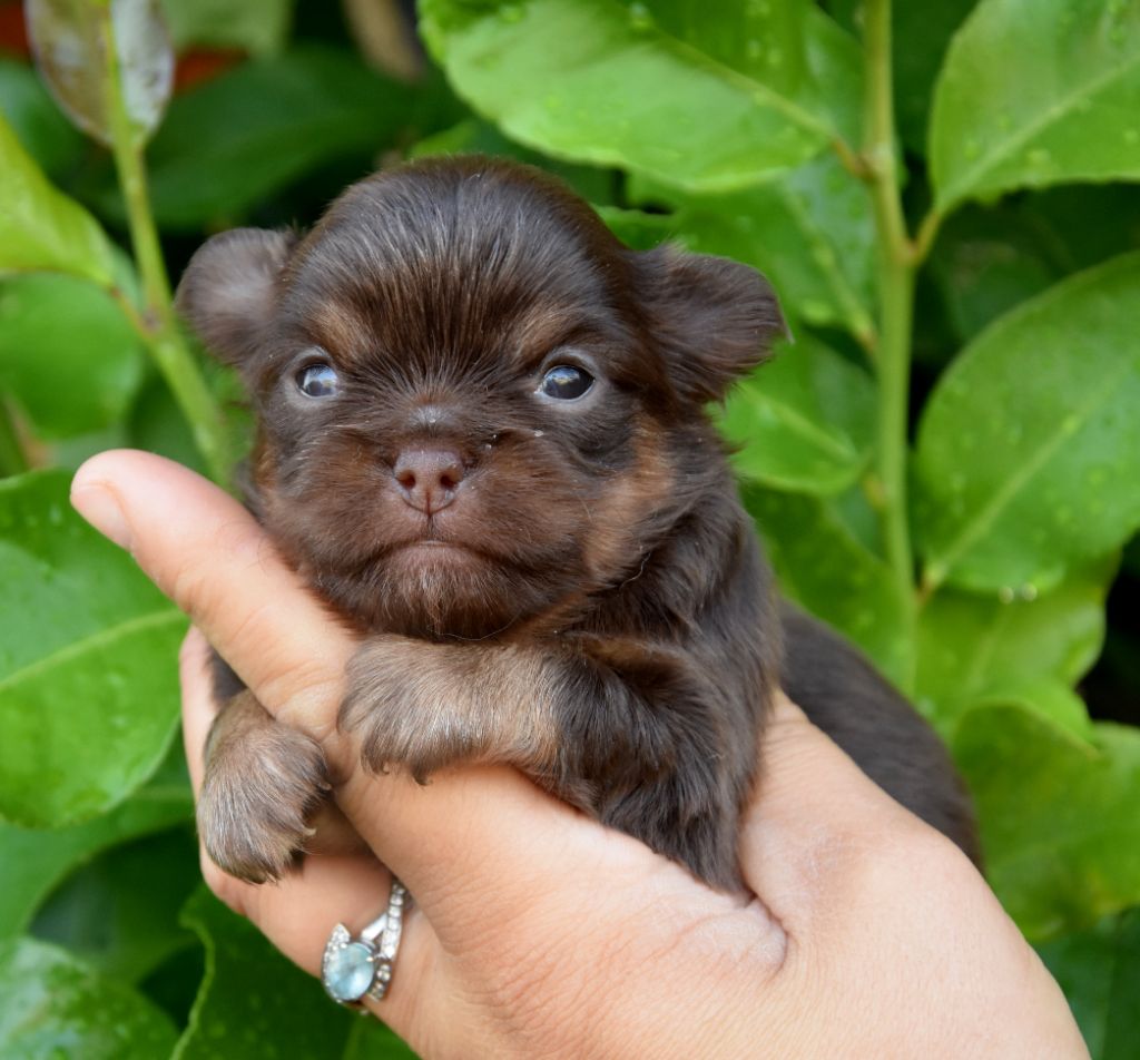 de la plaine du Jaelma - Chiots disponibles - Chihuahua