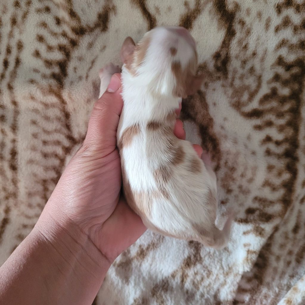 de la plaine du Jaelma - Chiots disponibles - Cavalier King Charles Spaniel