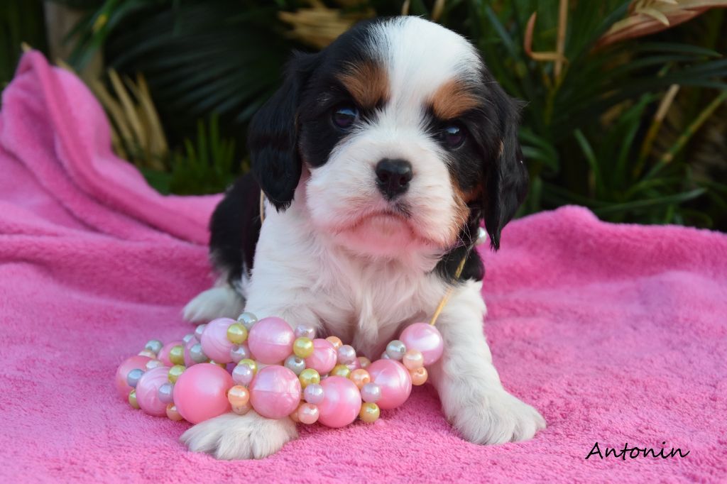 de la plaine du Jaelma - Chiots disponibles - Cavalier King Charles Spaniel