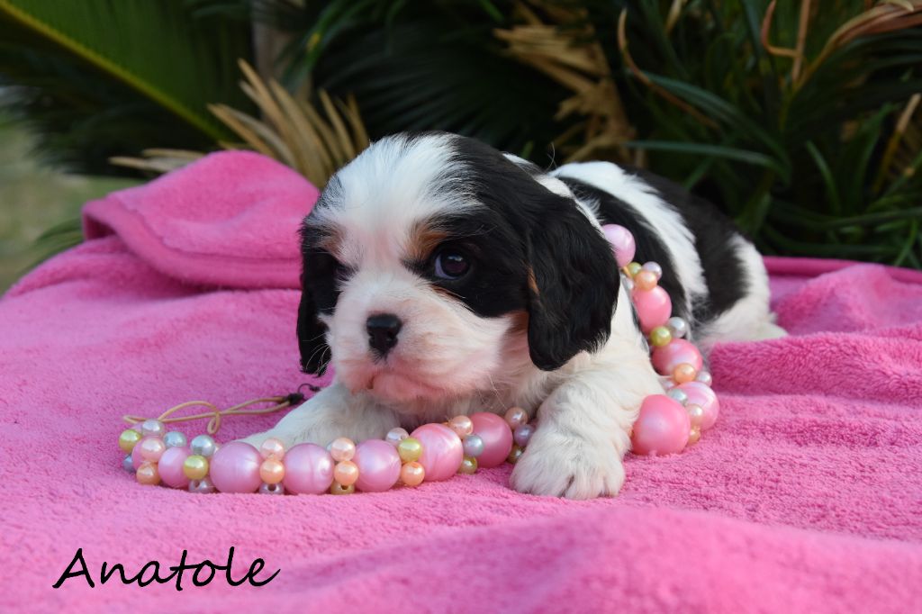 de la plaine du Jaelma - Chiots disponibles - Cavalier King Charles Spaniel